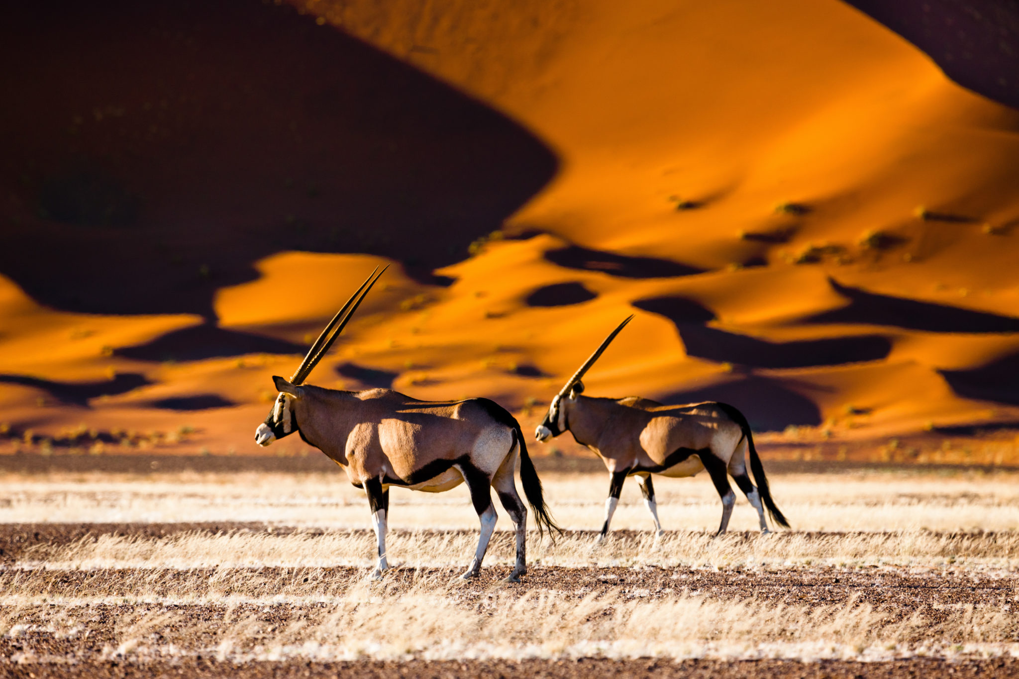 Oryxantilopen im Sossusvlei in Namibia