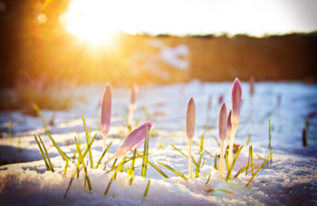 Krokusse im Schnee unter abendlichem Frühlingslicht