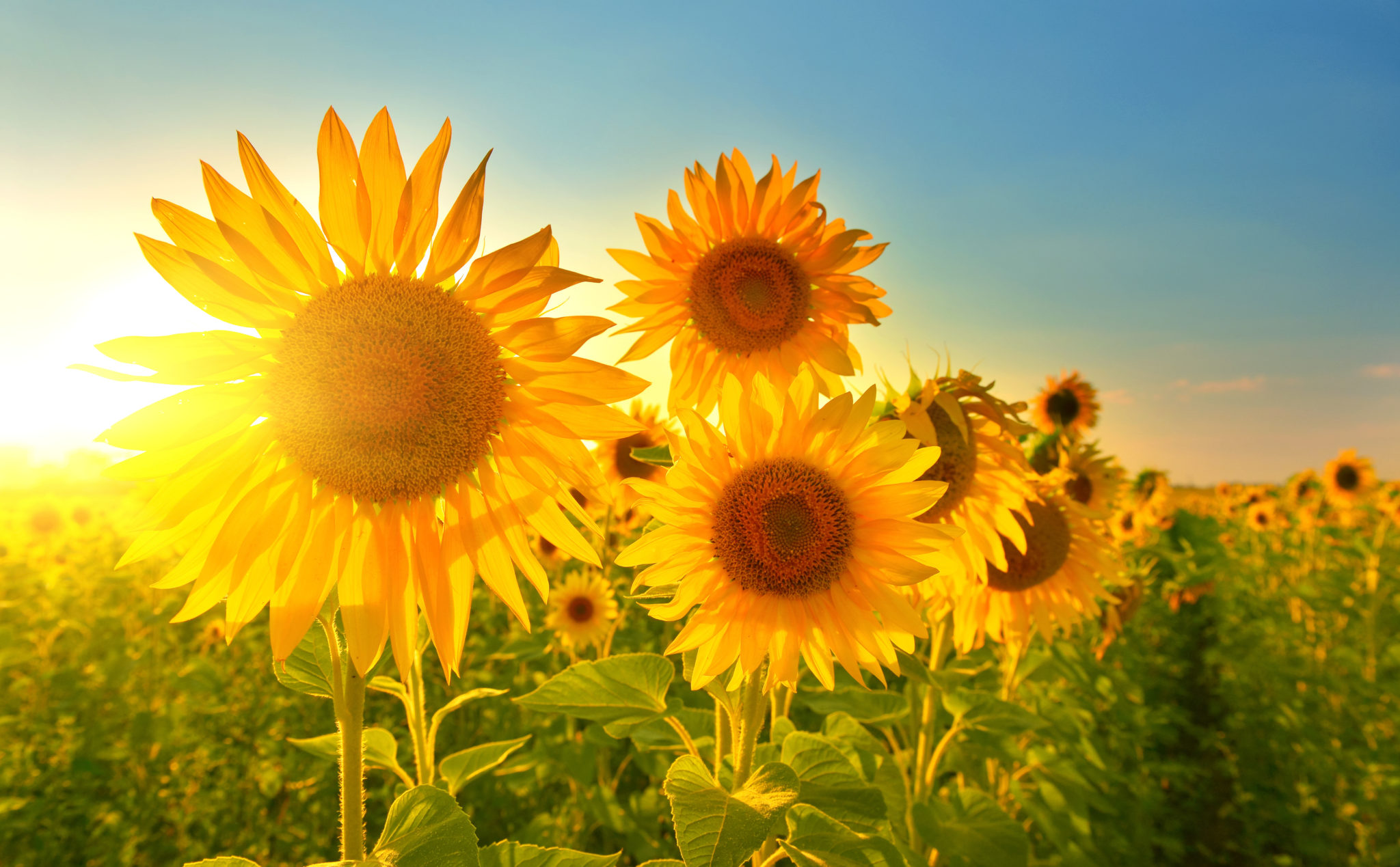Beste Reisezeit: Sonnenblumen Feld im Juli