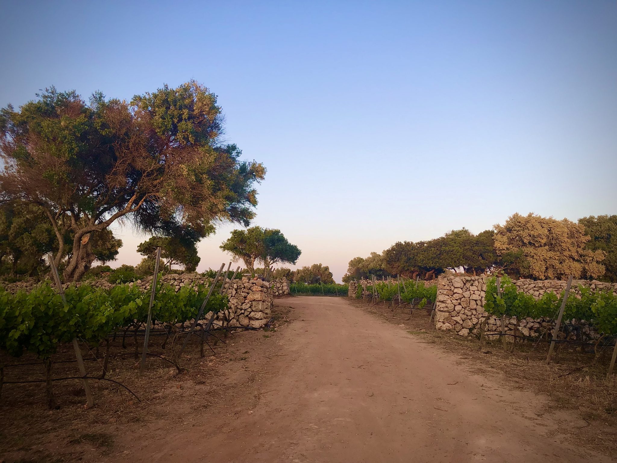 Das Weingut Bodegas Binifadet auf Menorca