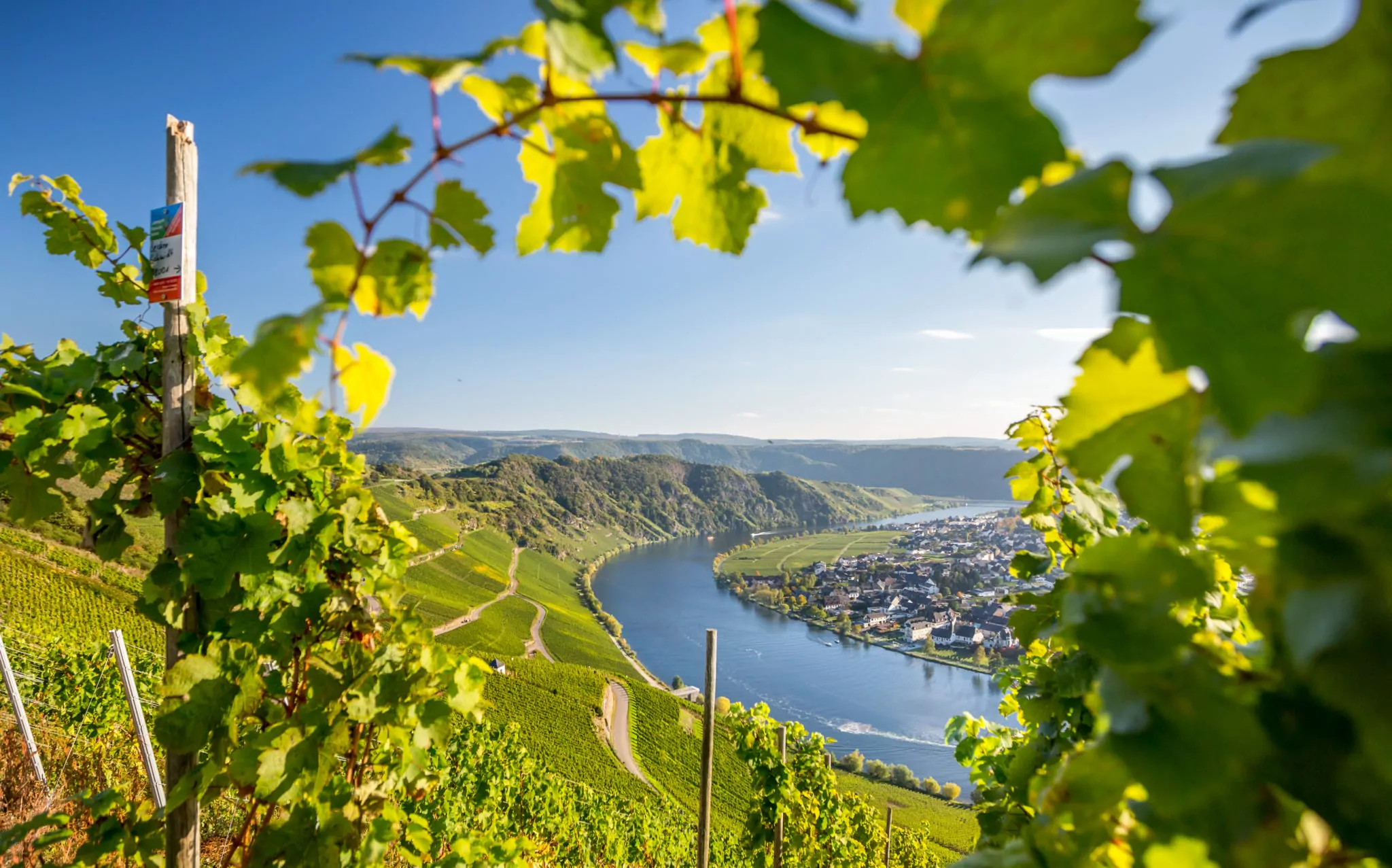 Mosel Panoramablick aus den Weinbergen