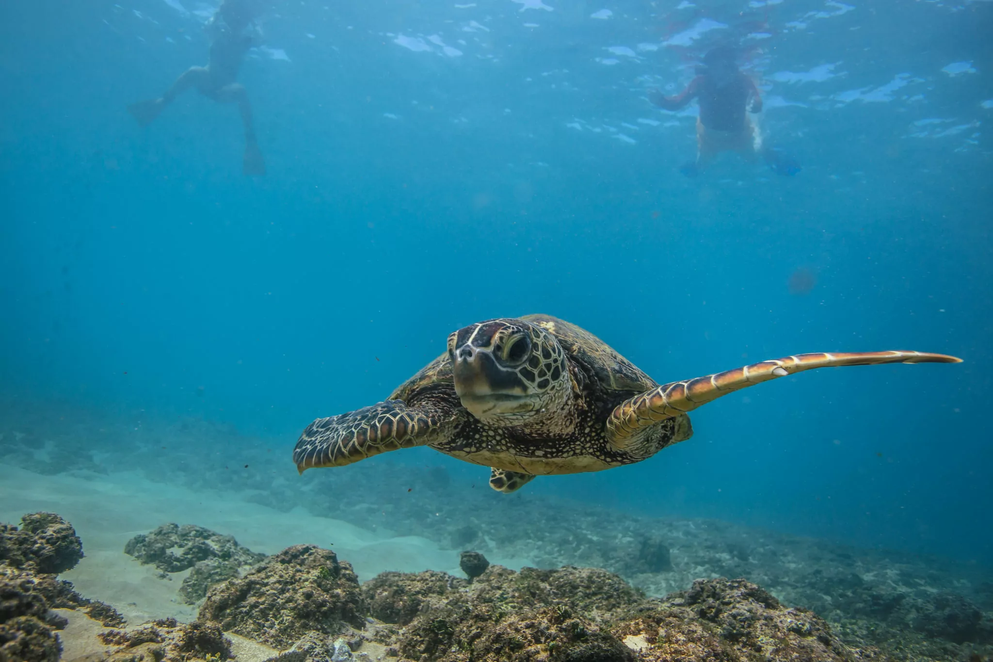 Die Unterwasserwelt der Malediven