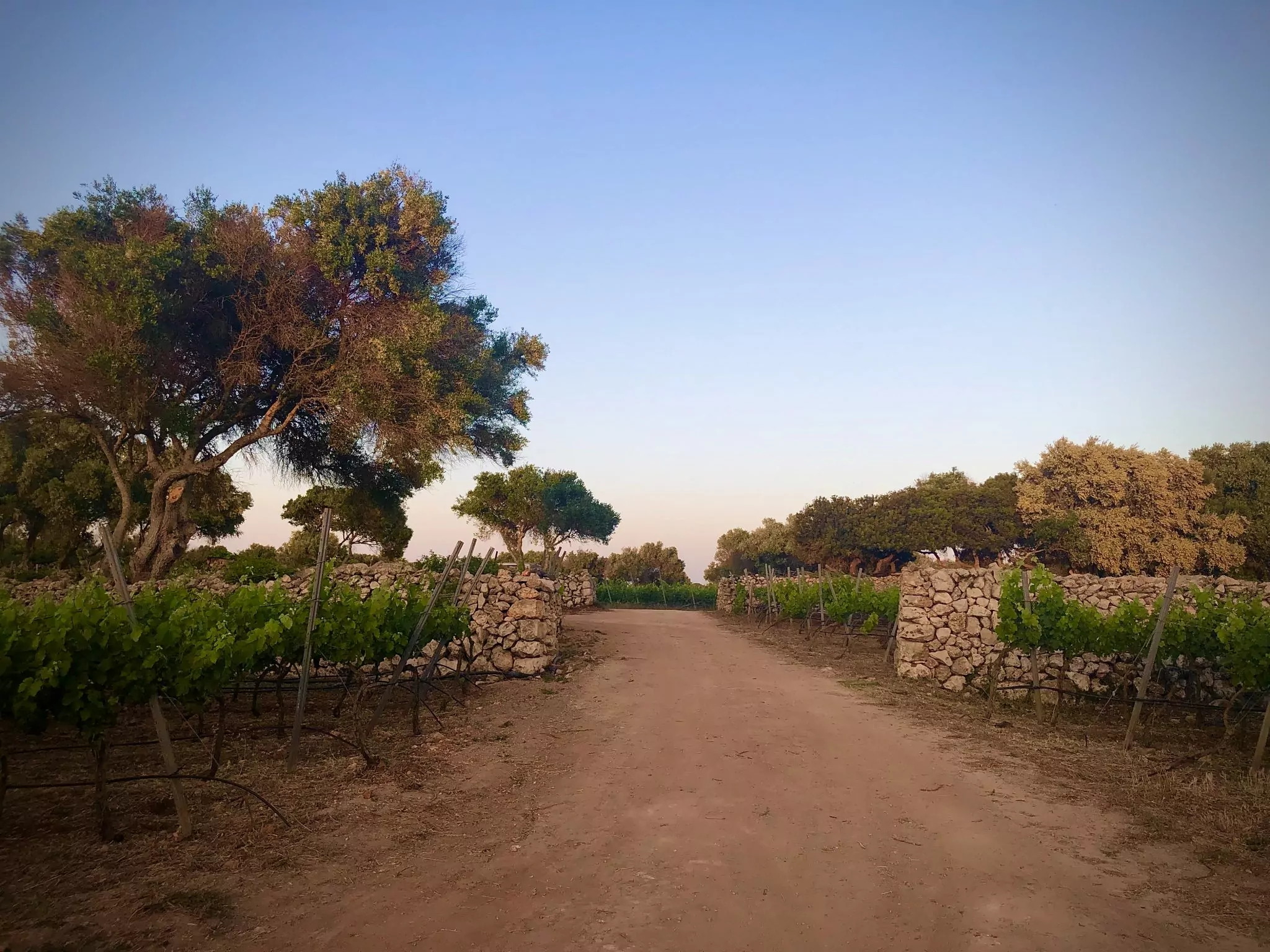 Das Weingut Bodegas Binifadet auf Menorca